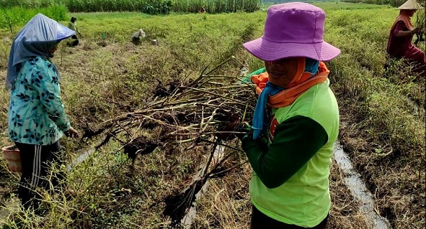Tanaman Cabai di Kediri Diserang Penyakit Patek, Petani Gagal Panen
