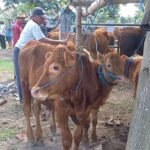 60 Persen Sapi Perah di Tulungagung Suspek PMK, Produksi Susu Menurun