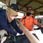 Vaksinasi PMK Tahap Pertama di Jombang, 8.500 Dosis Disuntikkan ke Sapi