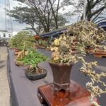 Kontes Bonsai Nasional di Blitar Diikuti Ratusan Peserta