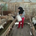 Cerita Dea Miswa, Gadis Tambakrejo Bojonegoro yang Pilih Menggeluti Usaha Ternak Kambing