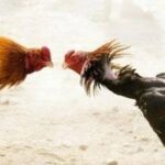 Gerebek Judi Sabung Ayam di Jombang, Polisi Tangkap Dua Orang