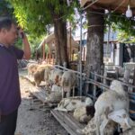 Pedagang Kambing di Jombang Mengeluh, Imbas PMK Pembeli Menurun 