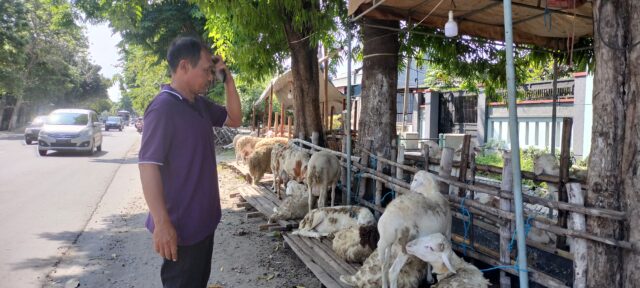 Pedagang Kambing di Jombang Mengeluh, Imbas PMK Pembeli Menurun 