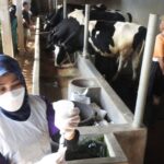 Ratusan Ternak Sapi di Kota Malang Disuntik Vaksin PMK