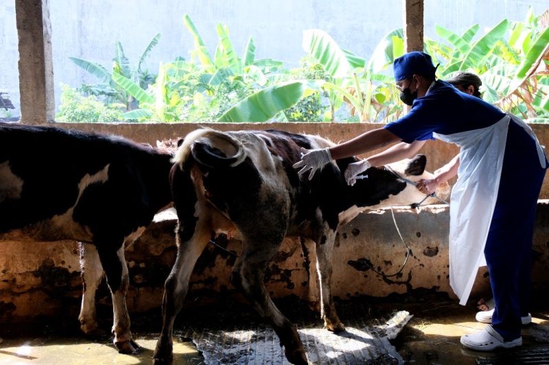 Jelang Idul Adha, Pemkot Surabaya Optimalkan Vaksinasi Hewan Ternak