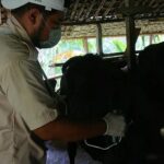 Imbas PMK, Produksi Susu di Tulungagung Turun 20 Ribu Liter Per Hari