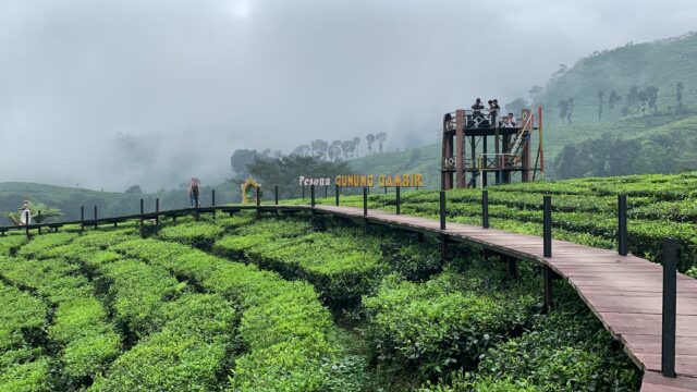 Hijaunya Wisata Agro Rengganis Jember, Hamparan Kebun Teh di Gunung Gambir
