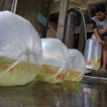 Akibat Tak Memiliki Raiser, Ekspor Ikan Koki Tulungagung di Klaim Kota Lain