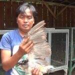 Cuaca Ekstrem, Ribuan Ekor Burung di Wisata Kampung Blekok Terancam Mati