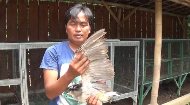 Cuaca Ekstrem, Ribuan Ekor Burung di Wisata Kampung Blekok Terancam Mati
