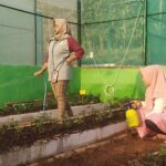 Kelompok Tani Wanita di Bojonegoro Budidayakan Bunga Krisan Hingga Jadi Percontohan