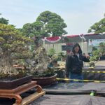 Pemeran dan Kontes Bonsai di Gor Kota Pasuruan, Diikuti Bonsai Seharga Ratusan Juta Rupiah
