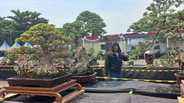 Pemeran dan Kontes Bonsai di Gor Kota Pasuruan, Diikuti Bonsai Seharga Ratusan Juta Rupiah