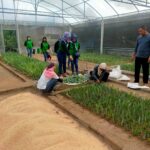 Pertama di Indonesia, Lakukan Inovasi Pembenihan Bupati Kediri Kembangkan Nanas PK-1