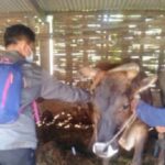 Vaksin PMK Tahap Satu di Kabupaten Pasuruan Sudah Capai 92%