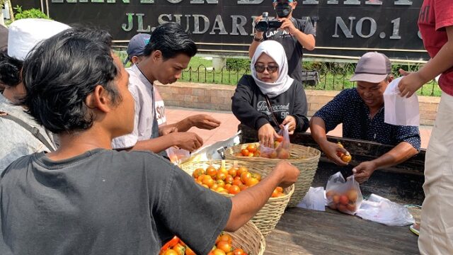 Protes Harga Anjlok, Petani di Jember Bagikan 1 Kuintal Tomat Gratis ke Warga
