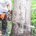 Tebang Pohon Jati Milik Orang, Seorang Pria Tulungagung Diamankan Polisi