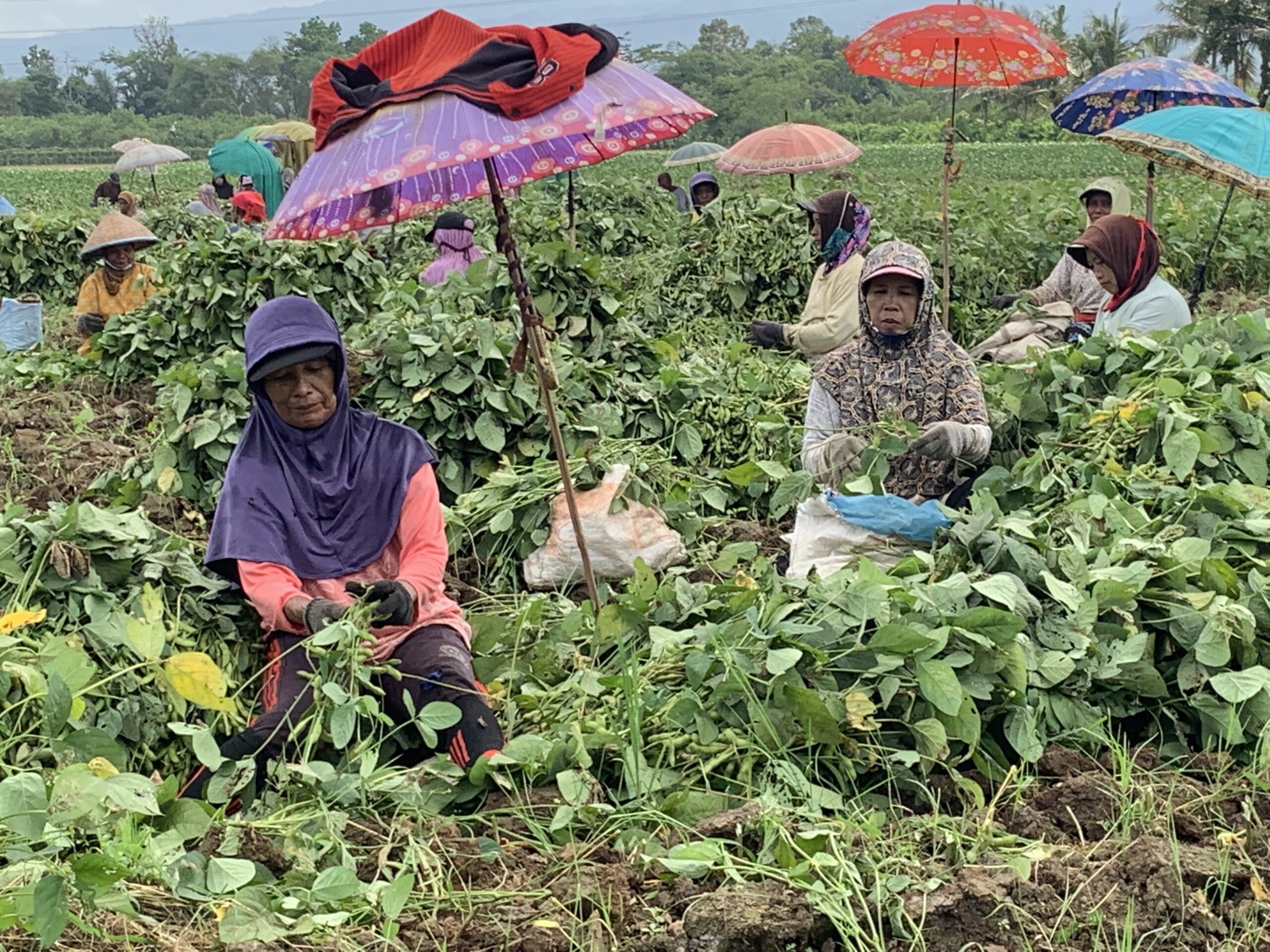 Produksi Panen Edamame di Jember Naik 6 Persen, Gandeng Pabrik Pupuk