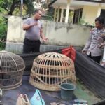 Lagi, Penggerebekan Judi Sabung Ayam di Situbondo Hanya Amankan 2 Jago
