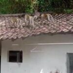 Kawanan Monyet Liar Resahkan Warga Sukorame Kota Kediri