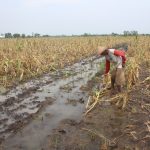 Cuaca Ekstrem, Tanaman Jagung Milik Petani di Jombang Gagal Panen
