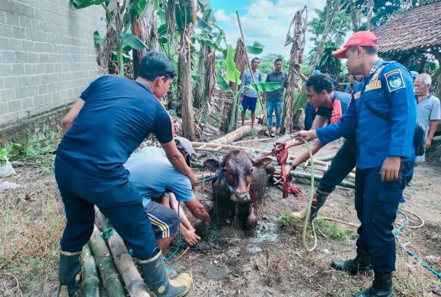 Petugas Damkar Kabupaten Kediri Mengevakuasi Sapi Terjebur Septic Tank