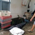 Leher Tertembus Moncong Ikan Marlin, Nelayan Situbondo Ini Tewas