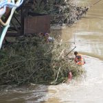 Debit Sungai Brantas di Kediri Turun, Petugas Bersihkan Rumpun Bambu pada Tiang Jembatan Lama