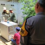 Petugas BKSDA Kediri Observasi Lokasi dan Pasang Jebakan untuk Tangkap Monyet Liar