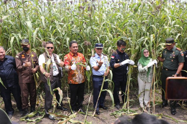 Panen Sorgum Di Jombang, Mentan Ajak Forkopimda Wujudkan Ketahanan Pangan Nasional
