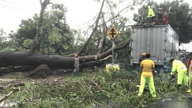 Pohon Raksasa di Mojokerto Tumbang Timpa Truk Boks Hingga Ringsek