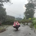 Pohon Tumbang di Blitar Berdampak Jalur Penghubung ke Kabupaten Kediri Lumpuh