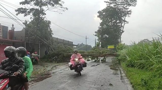 Pohon Tumbang di Blitar Berdampak Jalur Penghubung ke Kabupaten Kediri Lumpuh