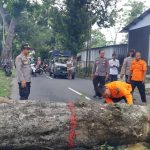 Pohon Diameter Besar Tumbang, Akses Jalan Tanjungsari Blitar Sempat Lumpuh