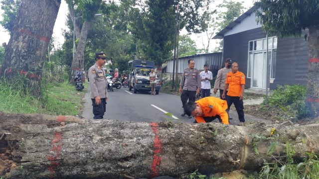 Pohon Diameter Besar Tumbang, Akses Jalan Tanjungsari Blitar Sempat Lumpuh
