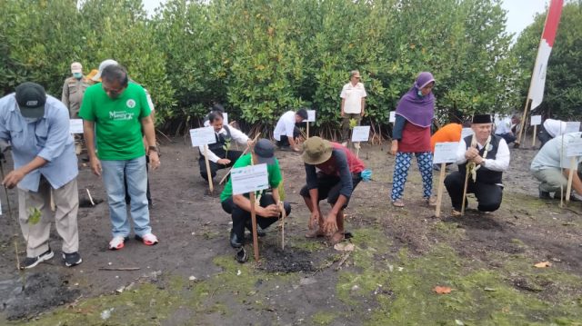 Cegah Abrasi, Kemendes PDTT RI Tanam 6.000 Mangrove di Pesisir Pantai Situbondo