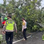 Pohon Tumbang, Akses Jalan Blitar-Kediri Tutup
