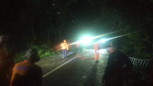 Tiga Pohon Tumbang di Jember, Evakuasi Hingga Malam, Jalur Kendaraan Dialihkan