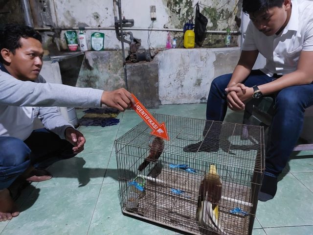 Dua Ekor Burung Cenderawasih Ilegal di Jember, Diamankan Polisi dari Penangkaran