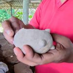Tim Ekskavasi Klinterejo Mojokerto, Temukan Celengan Babi  dan Koin Kuno Era Majapahit