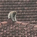 Kawanan Monyet Liar di Lamongan Satroni Kantor Kecamatan Laren, Diduga Kelaparan