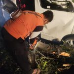 Pohon Tumbang di Cangar Mojokerto, Timpa Dua Mobil Seorang Korban Tewas, Lainnya Terluka 