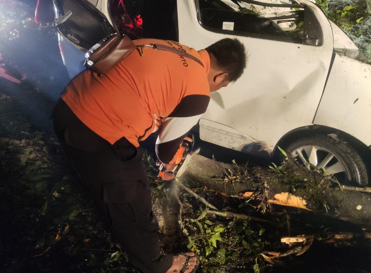 Pohon Tumbang di Cangar Mojokerto, Timpa Dua Mobil Seorang Korban Tewas, Lainnya Terluka 