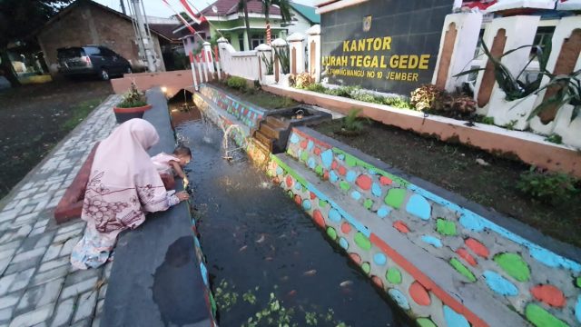 Selokan Air Depan Kantor Kelurahan di Jember Disulap Jadi Kolam Ikan untuk Edukasi