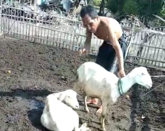 Teror Anjing Masih Resahkan Warga Situbondo, 4 Ekor Kambing Mati Digigit