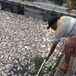 Akibat Ribuan Ikan Keramba di Boyolali Mati, Petani Rugi Rp 6 Miliar