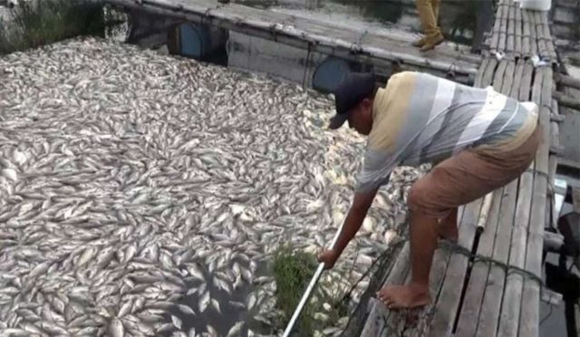 Akibat Ribuan Ikan Keramba di Boyolali Mati, Petani Rugi Rp 6 Miliar
