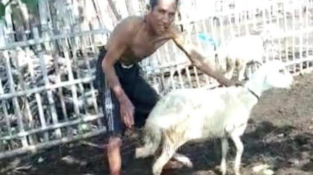 Teror Anjing Serang Hewan Ternak, Warga Dua Desa di Situbondo Resah