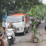 Warga Kencong Protes, Jalan Berlubang Jalur Selatan Jember-Lumajang Ditanami Pohon